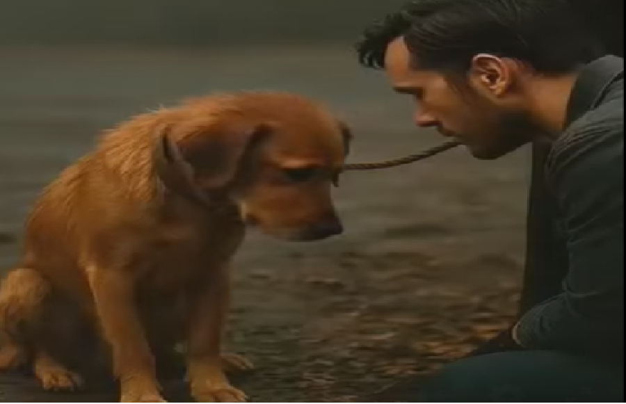 Bir köpeğin gözlerinde kaybolmuş bir hüzün yatar